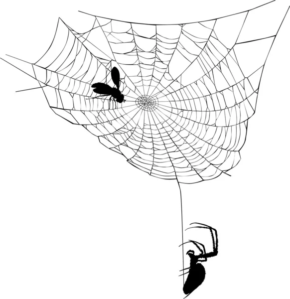 Павук на веб-ілюстрації — стоковий вектор