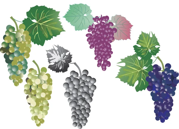 Colección de uvas aisladas en blanco — Archivo Imágenes Vectoriales