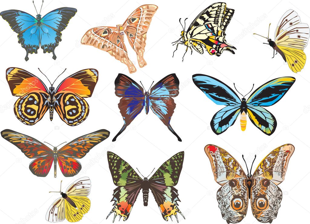 eleven different butterflies