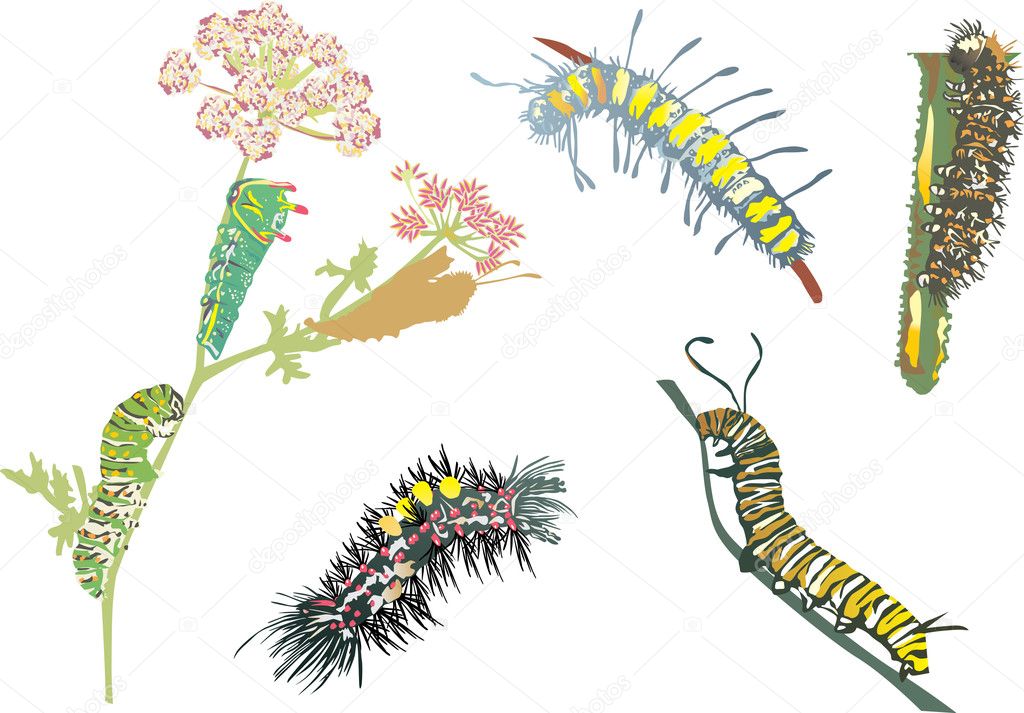 color caterpillar collection