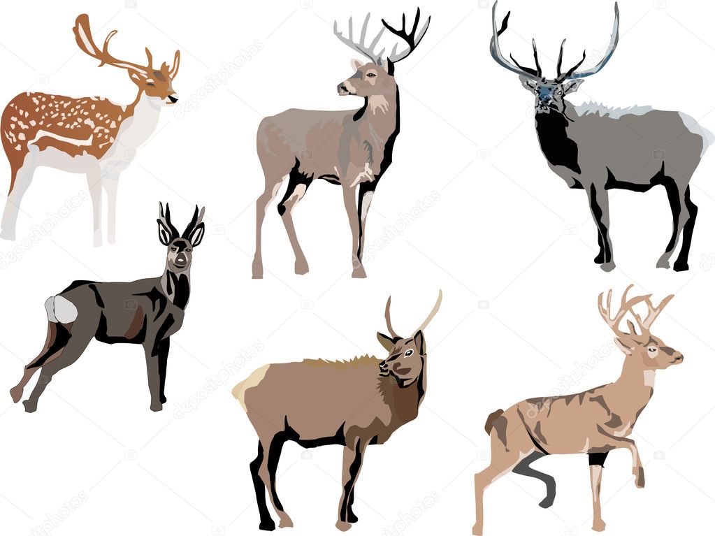 six color deers