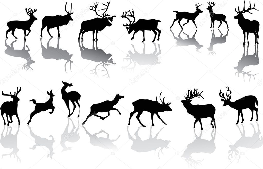 fourteen deers with reflections