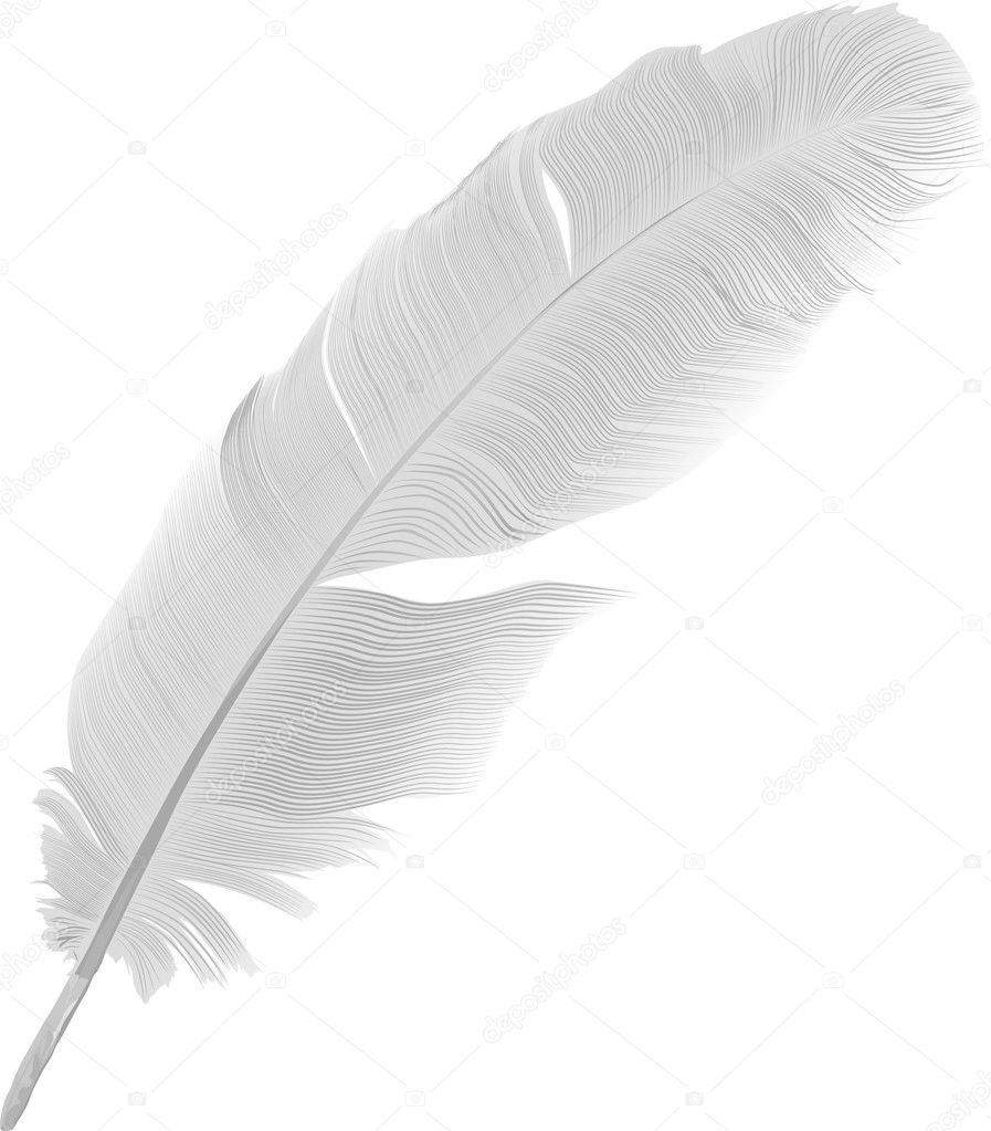 illustration with detailed feather