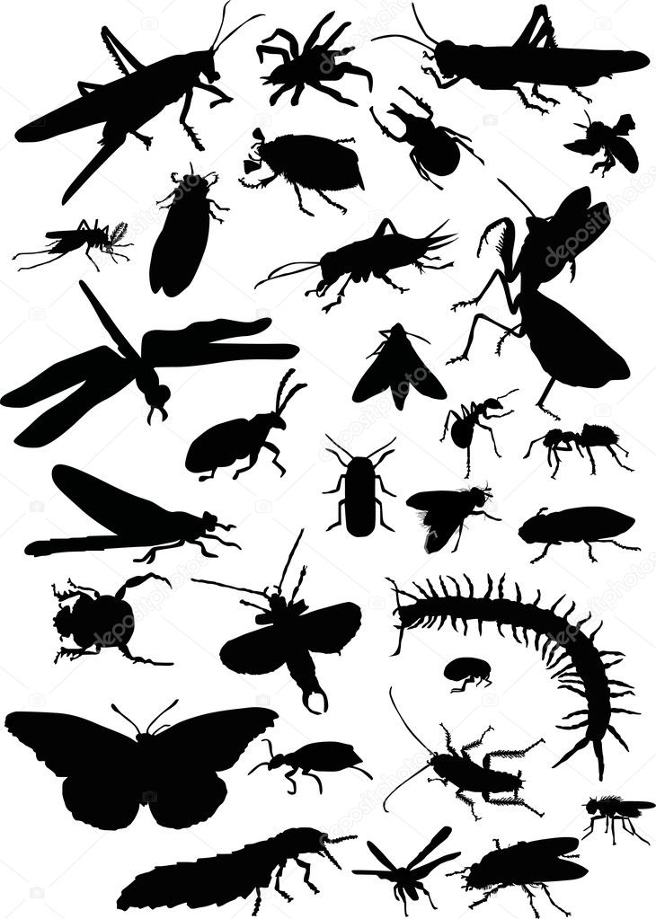 different insects set