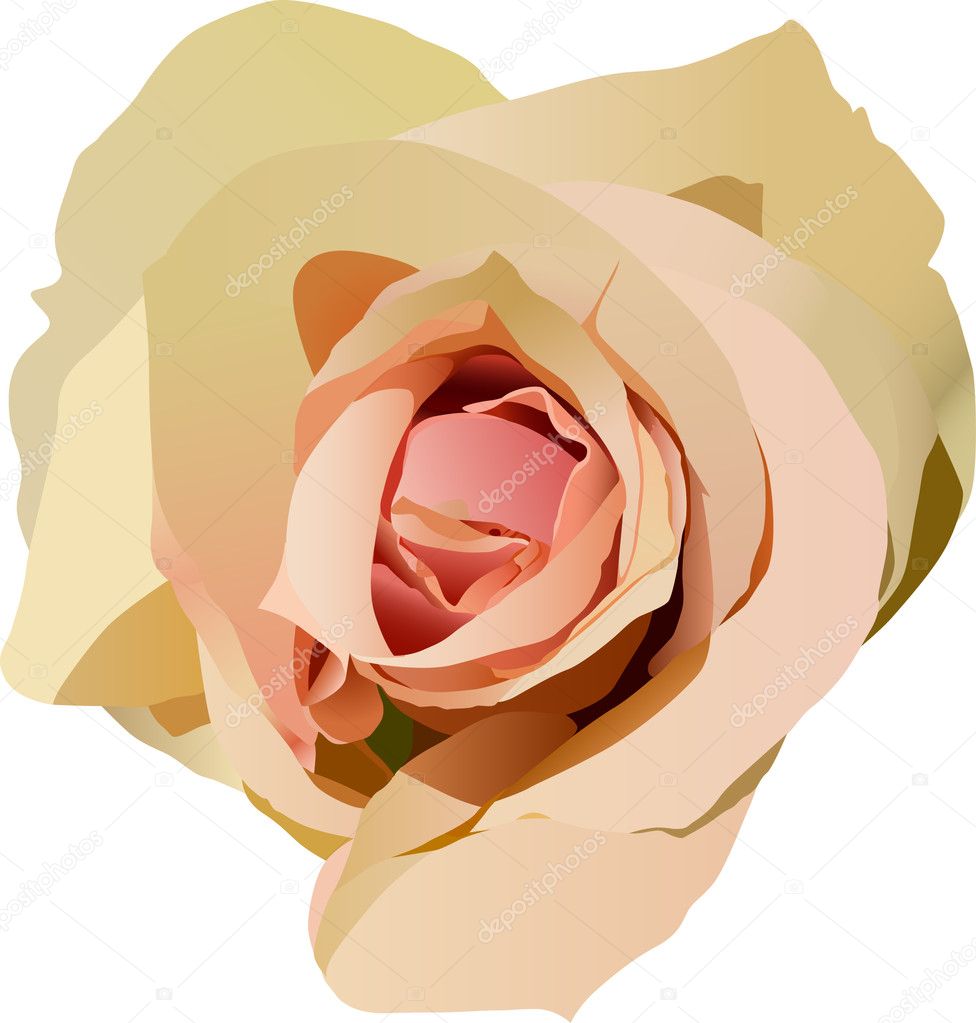 light pink rose illustration