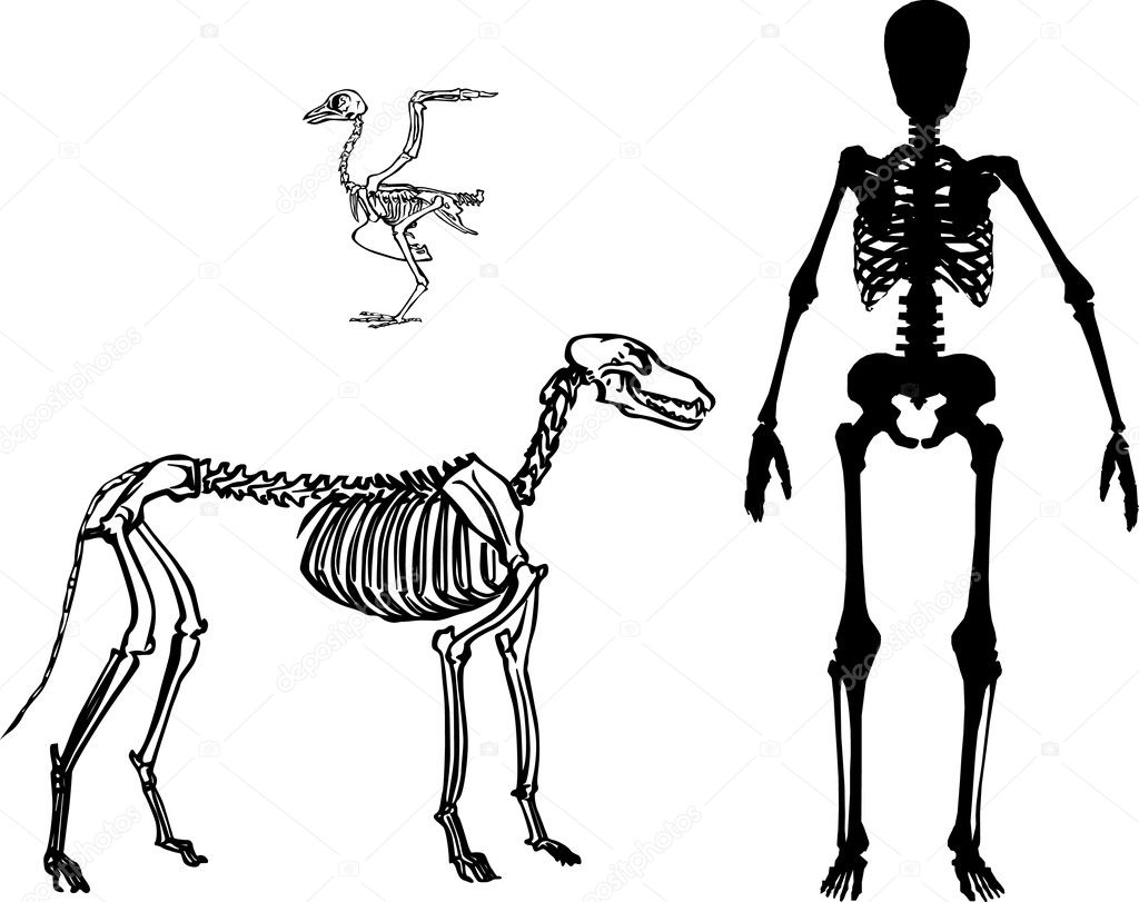 man, dog and bird skeletons
