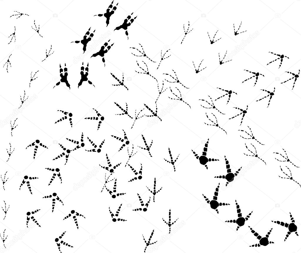 birds tracks background