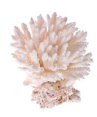 izolované bílý korál