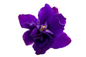 Blue single violet flower