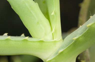 aloe makro