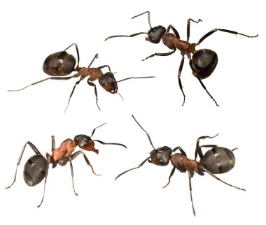 Four big forest ants clipart