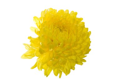 Isolated yellow aster