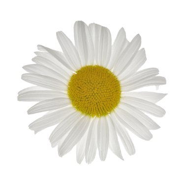 Beyaz papatya çiçek