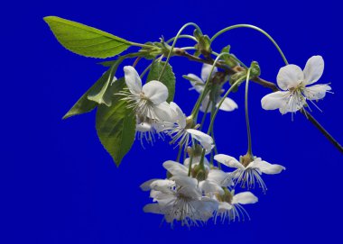 kiraz ağacı çiçek mavi