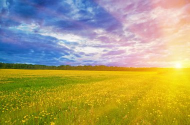 Dandelion field under sunset light clipart