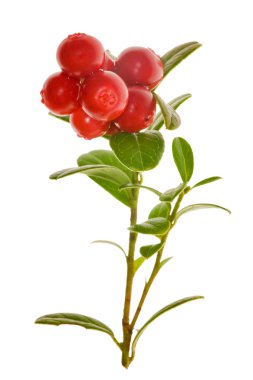 Red cowberries clipart