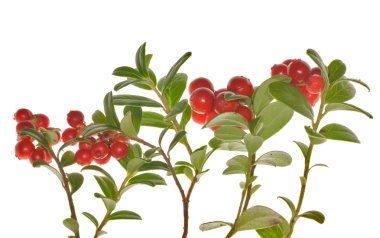 Cowberries branches on white clipart