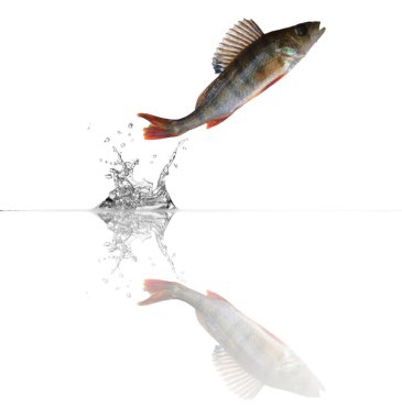 Small perch with reflection clipart