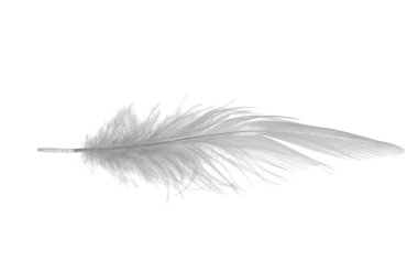 Long white feather clipart