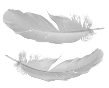 Two pigeon feathers on white