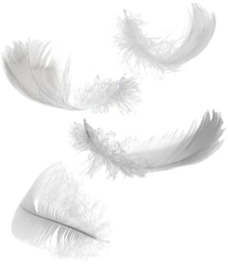 Four white feathers clipart