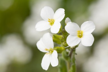 üç beyaz küçük çiçekler