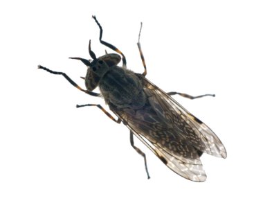 Isolated gadfly clipart