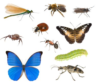 Different insects macro clipart