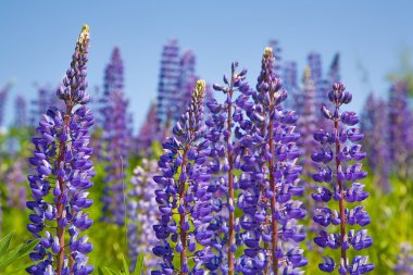Violet lupins clipart