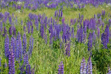 Lupine flowers in green grass clipart