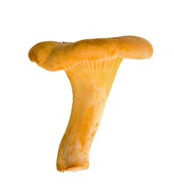 Tek sarı Cantharellus cibarius