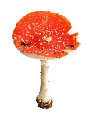 büyük kırmızı fly-agaric mantar