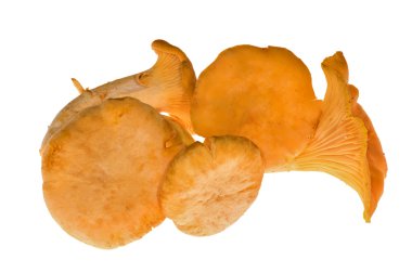 Beş sarı chanterelles