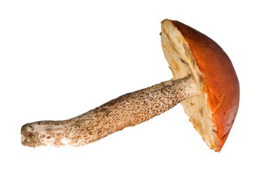 Big orange-cap mushroom clipart