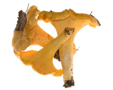 üç sarı chanterelles