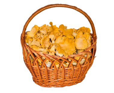 chanterelles dolu sepet