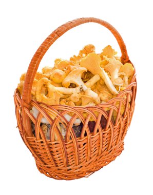 sepet chanterelles ve