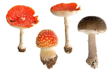 Four fly-agaric mushrooms clipart