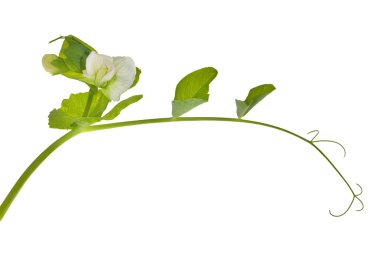 Green pea tendril with flower clipart