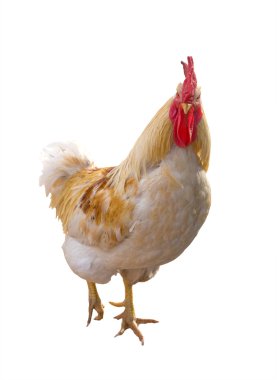 Isolated light rooster clipart