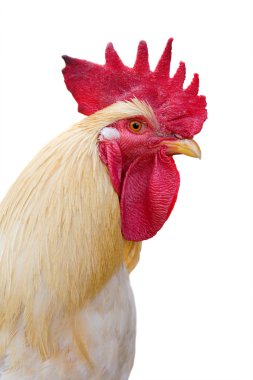 Isolated light rooster portrait clipart