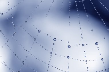 Blue drops on web
