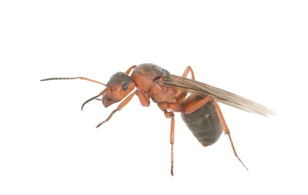 Hormiga con alas —  Fotos de Stock