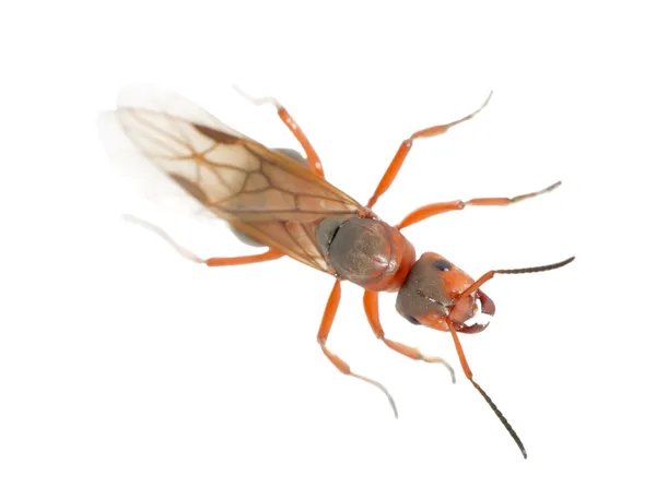 Mrówka królowa — Zdjęcie stockowe