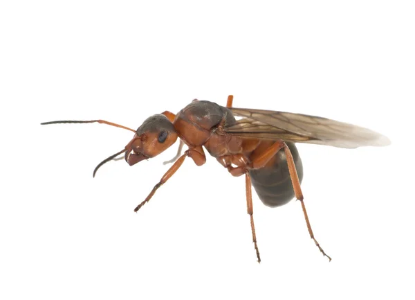 Изолированный муравей с крыльями — стоковое фото