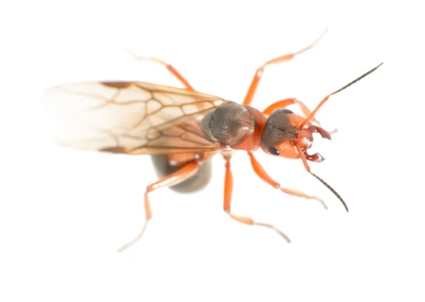 Velké mravence s křídly — Stock fotografie
