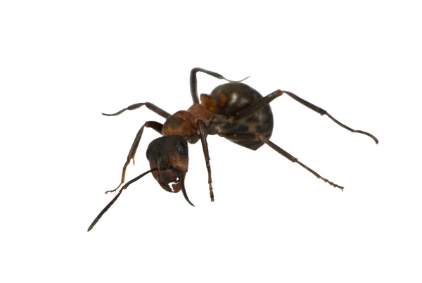 Pojedynczy mrówka na białym tle — Zdjęcie stockowe