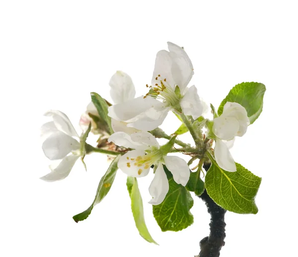 Apple квіти дерева — стокове фото