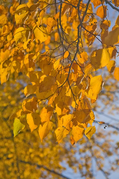 Autumn branch on gold — Stock Photo, Image