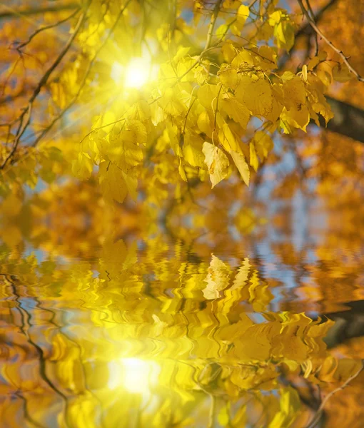 Hösten förgrena sig med eftertanke — Stockfoto